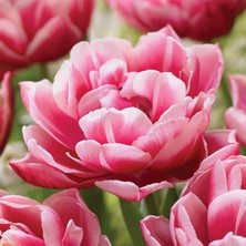 Tacirdepoticaret - Pink White Columbus Lale Soğanı 5 Adet