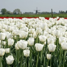 Tacirdepoticaret - Cream White Özel Üretim Antartica Lale Soğanı 5 Adet