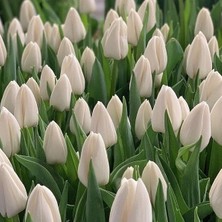 Tacirdepoticaret - Iri Kafa White Update Ithal Lale Soğanı  5 Adet