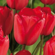 Tacirdepoticaret - Iri Kafalı Özel Red Power Ithal Lale Soğanı  5 Adet