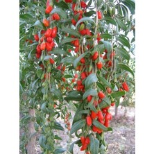 Mevsim Fidancılık Peyzaj Açık Kök Goji Berry Red Kırmızı Kurt Üzümü Fidanı 1 Yaşında Boy 120 cm