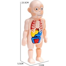 Carino Çocuklar Için Vücut Organ Öğretim Araçları (Yurt Dışından)