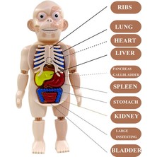 Carino Çocuklar Için Vücut Organ Öğretim Araçları (Yurt Dışından)