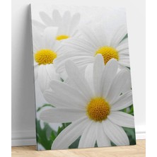 MonoStella Beyaz Papatya Kanvas Tablo