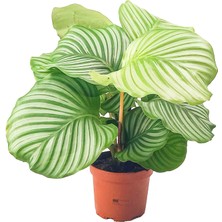 Bitki Tasarımı Calathea Orbifolia (Kalatya) Dua Çiçeği