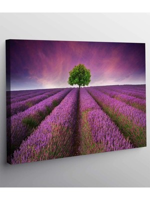 MonoStella Lavanta Tarlası Kanvas Tablo