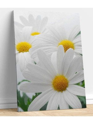MonoStella Beyaz Papatya Kanvas Tablo