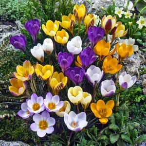 Tohum Bul Karışık Renkli Crocus Mixed Çiğdem SOĞANI100 Adet