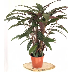 Parmia Garden Calathea- Kalatya Çiçeği