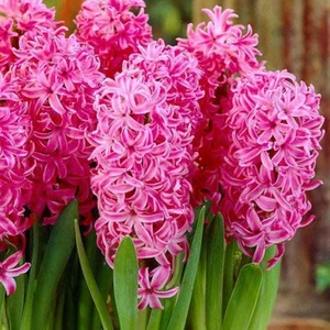 Tacirdepoticaret - Anna Liza Yoğun Kokulu Pink Sümbül Soğanı 3 Adet