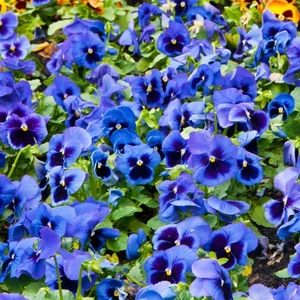 10'lu Mavi Menekşe Çiçeği Tohumu