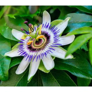10'lu Pasiflora Çarkıfelek Tohumu