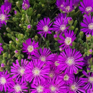 100'LÜ Acem Halısı Çiçeği Tohumu