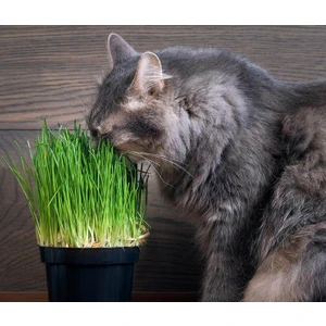 10'lu Kedi Otu Kedi Çimi Tohumu