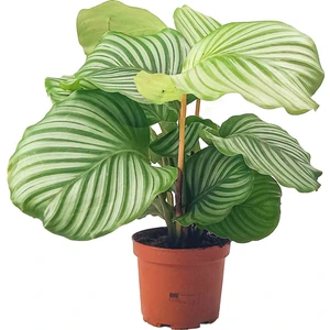 Bitki Tasarımı Calathea Orbifolia (Kalatya) Dua Çiçeği