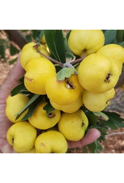 Mevsim Fidancılık Peyzaj Açık Kök Aşılı Sarı Alıç Fidanı Iri Meyveli 1 Yaşında Boy 120 cm