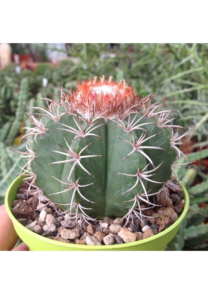 Melocactus Matanzanus Geniş Şapkalı Kafalı Kaktüs Tohumu 20 Adet