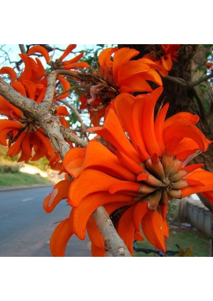 Tüplü Erythrina Caffra Mercan Ağacı Tohumu 3 Adet