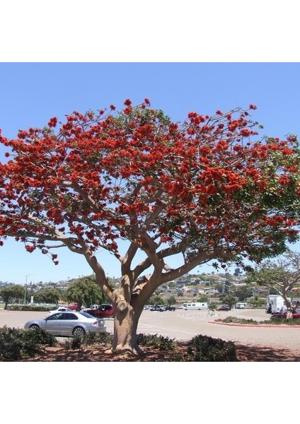 Tüplü Erythrina Caffra Mercan Ağacı Tohumu 3 Adet