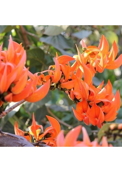 Tüplü Erythrina Caffra Mercan Ağacı Tohumu 3 Adet
