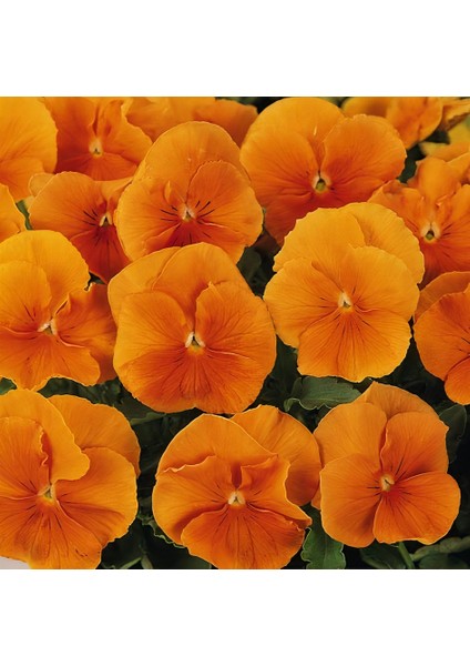 Turuncu Cornuta Perfection Menekşe Çiçeği TOHUMU100 Adet