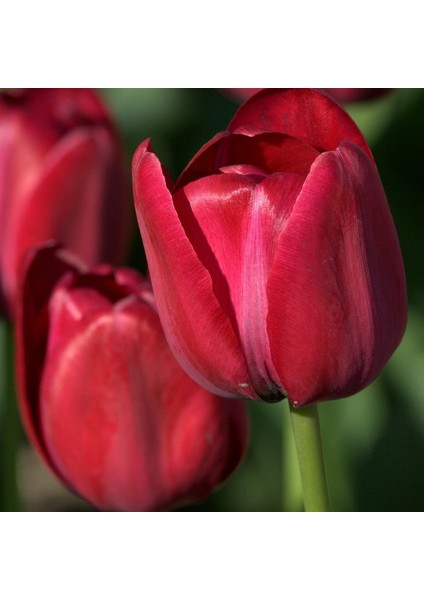 Ithal Ille De France Özel Seri Kırmızı Lale Soğanı 5 Soğan