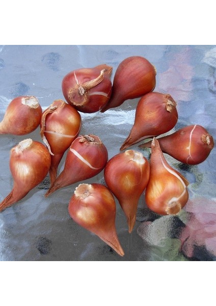 Ithal Ille De France Özel Seri Kırmızı Lale Soğanı 5 Soğan fiyatları
