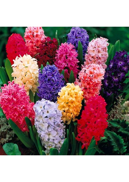 Kokulu Karışık Renk Sümbül Soğanı 5 Adet