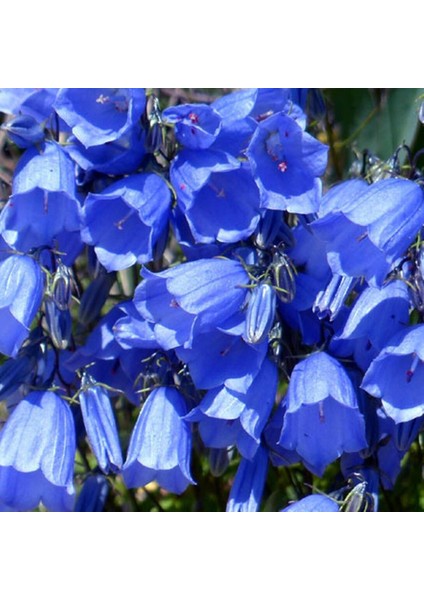 Koyu Mavi Isabella Uzun Boylu Çan Çiçeği Tohumu -100 Adet