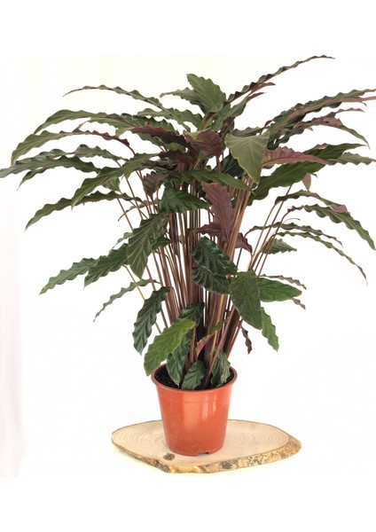 Parmia Garden Calathea- Kalatya Çiçeği
