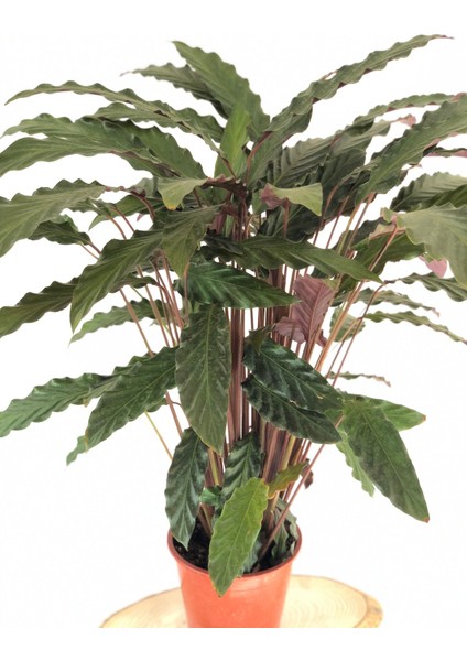 Parmia Garden Calathea- Kalatya Çiçeği
