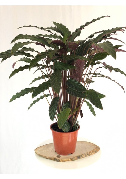Parmia Garden Calathea- Kalatya Çiçeği