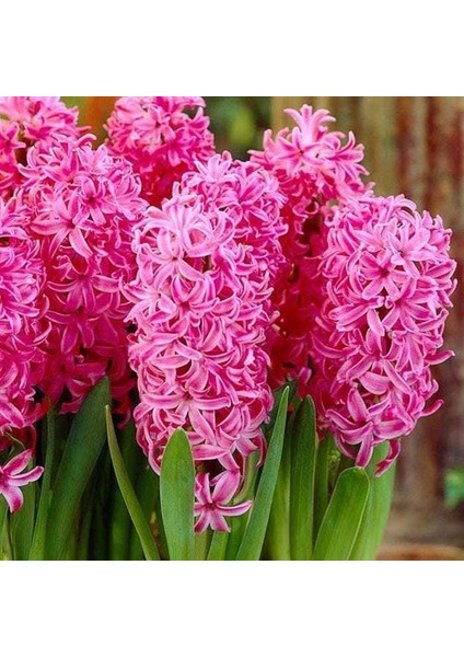 Tacirdepoticaret - Anna Liza Yoğun Kokulu Pink Sümbül Soğanı 3 Adet