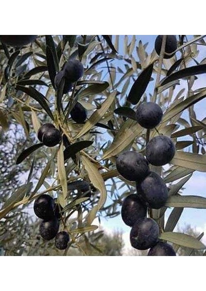 Açık Kök Gemlik Siyah Zeytin Fidanı 2 Yaşında Boyu 50-60 cm Den Dikime Hazır Şekilde Budaması Yapılıp Gönderilecektir