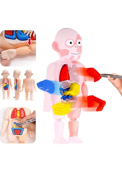 3D Montessori Puzzle Vücut Anatomisi Oyuncak H (Yurt Dışından)