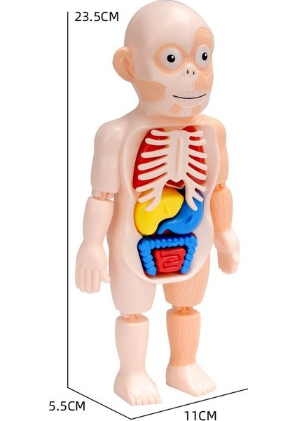 3D Montessori Puzzle Vücut Anatomisi Oyuncak H (Yurt Dışından)