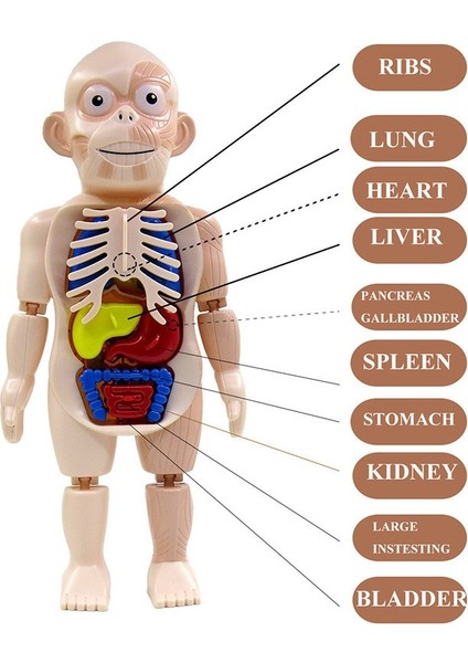 3D Montessori Puzzle Vücut Anatomisi Oyuncak H (Yurt Dışından)