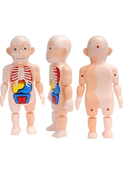 3D Montessori Puzzle Vücut Anatomisi Oyuncak H (Yurt Dışından)