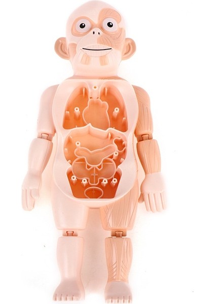 3D Montessori Puzzle Vücut Anatomisi Oyuncak H (Yurt Dışından)