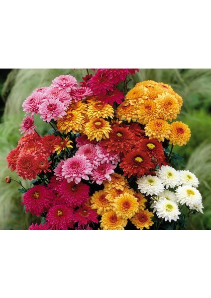 20'li Kasımpatı Çiçeği Tohumu