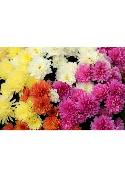 20'li Kasımpatı Çiçeği Tohumu fiyatları