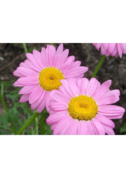 100'LÜ Pembe Papatya Çiçeği Tohumu