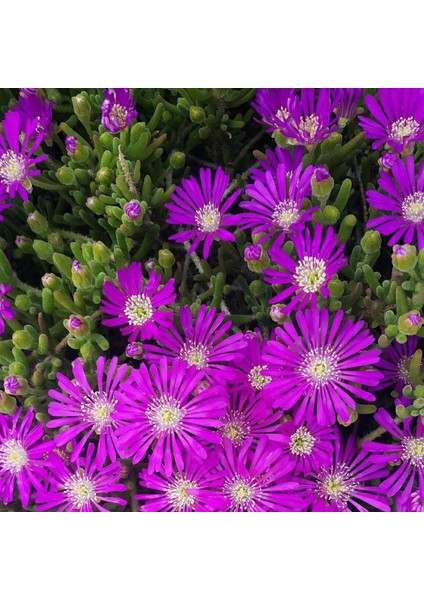 100'LÜ Acem Halısı Çiçeği Tohumu