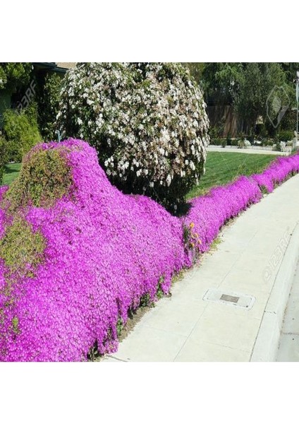 100'LÜ Acem Halısı Çiçeği Tohumu fiyatları