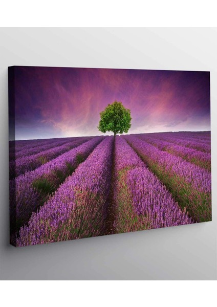 Lavanta Tarlası Kanvas Tablo