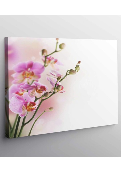 Orkide Kanvas Tablo fiyatları