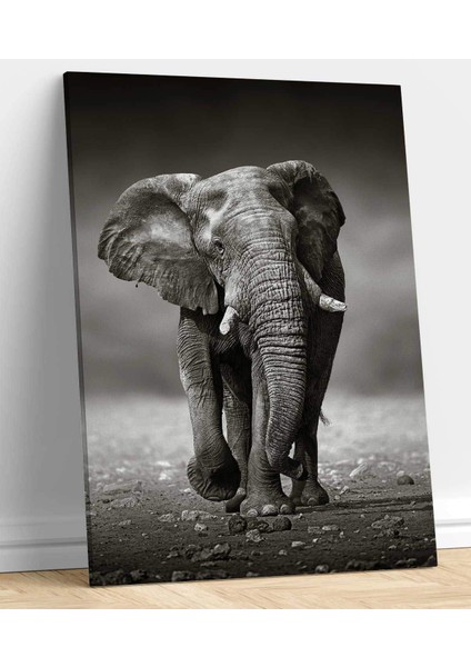 Fil Kanvas Tablo fiyatları