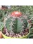 Melocactus Matanzanus Geniş Şapkalı Kafalı Kaktüs Tohumu 20 Adet 1