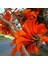 Tüplü Erythrina Caffra Mercan Ağacı Tohumu 3 Adet 1