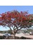 Tüplü Erythrina Caffra Mercan Ağacı Tohumu 3 Adet 2